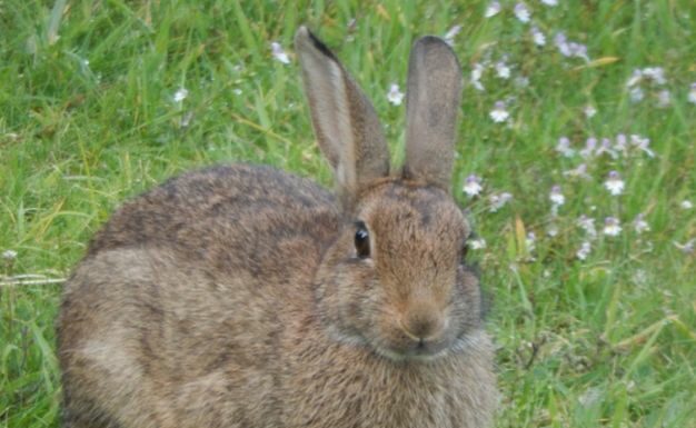Censimenti della selvaggina, Regione Sardegna finanzia il monitoraggio