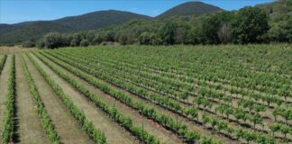 Agricoltura, giovani in prima linea per la sostenibilità