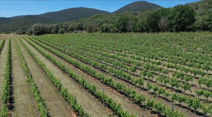 Agricoltura, giovani in prima linea per la sostenibilità