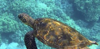 Emilia Romagna rafforza la tutela di tartarughe marine e cetacei