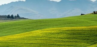 Agricoltura, via libera bilancio di esercizio 2020 Ente Terre Toscana