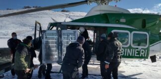 Parco Abruzzo, l’orso Juan Carrito trasferito lontano dai centri abitati