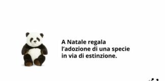 La lince iberica salvata dall’estinzione