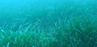 Sardegna, Lampis “1.3 mln ai comuni per gestire posidonia sui litorali”