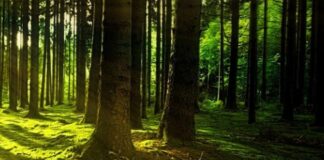 Al via cinque progetti ambientali a Torino, in arrivo 70mila alberi