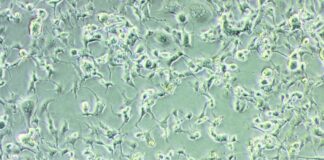 Covid, isolata in Puglia la variante Omicron