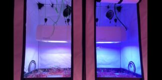 Enea con Asi e G&A Engineering per coltivare orti lunari