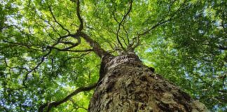 Arbolia e WindTre realizzano un bosco urbano da 1.000 alberi a Taranto