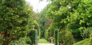 Banca Ifis pianta oltre 2.200 alberi in Veneto e Lombardia