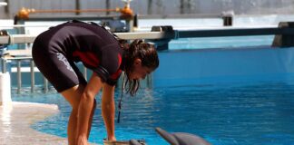 Cnr-Irbim, un algoritmo può salvare i delfini