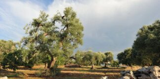 A2A e Confcommercio Lombardia lanciano “Cresciamo sostenibili”