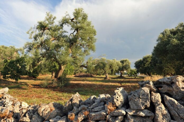 VALLE' D'ITRIA CAMPAGNE DI ULIVI
