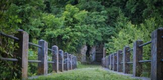 Parchi per il clima 2021, 9 progetti finanziati nel Parco Aspromonte