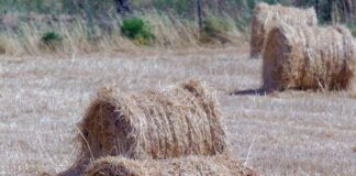 Sardegna, Lampis “800mila euro contro l’invasione delle cavallette”