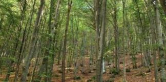 In Lombardia oltre 600mila ettari di foreste, +3% in 10 anni