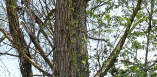 300 mila euro agli enti gestori del demanio forestale in Emilia Romagna