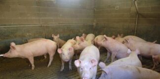 Peste suina. Liguria, Piana chiede rimborso danni al Ministero