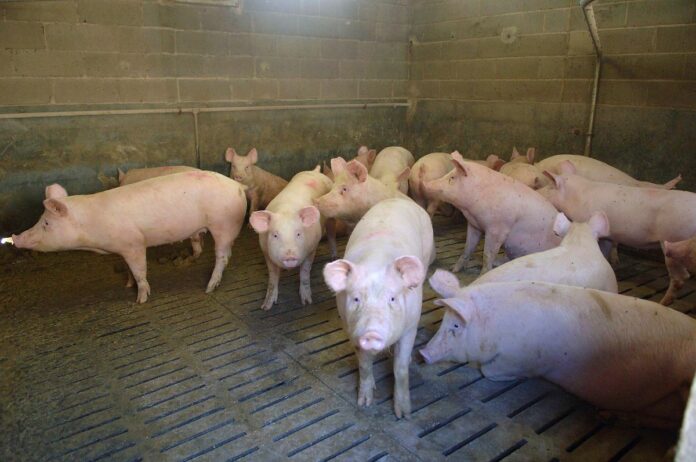 SALUMIFICIO PEDRAZZOLI