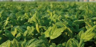 Accordo Regione Toscana-Accademia Georgofili per agricoltura del futuro