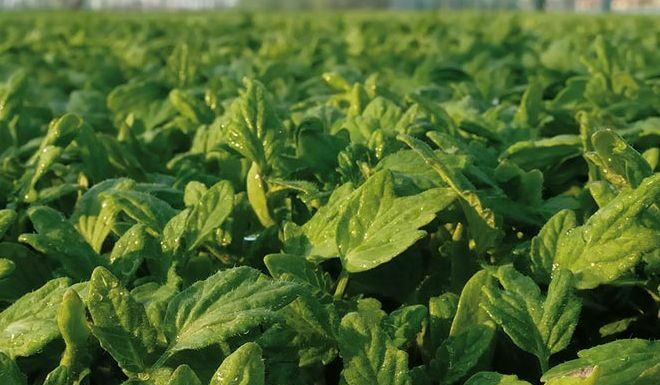 Accordo Regione Toscana-Accademia Georgofili per agricoltura del futuro