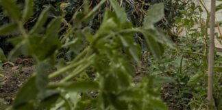 Lotta a cimice asiatica, in liquidazione 11,5 mln a imprese emiliane