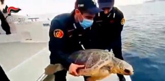 Carabinieri restituiscono al mare di Lampedusa tartaruga marina “Fiamma”