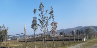 E.Romagna, da Regione un albero per ogni bambino nato o adottato