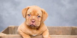 Nuovo cucciolo in famiglia: consigli e idee pratiche per la cura nuovo cucciolo di cane