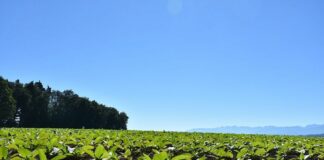 BeLeaf: Be The Future, al via la call for start-up di Philip Morris