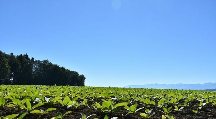 BeLeaf: Be The Future, al via la call for start-up di Philip Morris