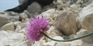 Scoperta una nuova specie floreale in riserva Duchessa nel rietino