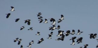 Sondaggio Wwf, per il 76% degli italiani la caccia andrebbe vietata