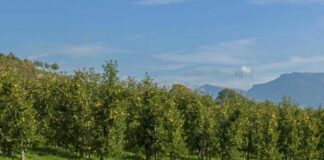 Fieragricola scommette sulle energie rinnovabili