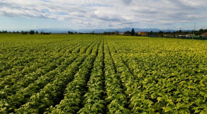 Bollette, tra Coldiretti e Philip Morris Italia accordo salva raccolti