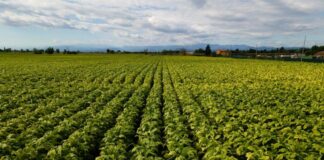 Bollette, tra Coldiretti e Philip Morris Italia accordo salva raccolti