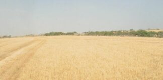 Murgia “Il governo sostenga le aziende agricole in Sardegna”