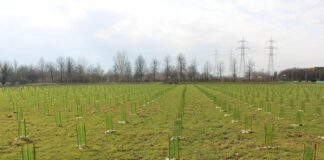 A San Giuliano Milanese il bosco urbano Arbolia con 2 mila piante