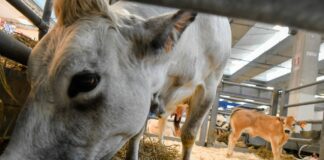 Fieragricola-Clal, verso un mercato del latte positivo