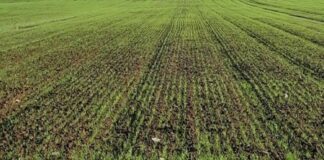 Prorogati gli incentivi sul biogas in ambito agricolo