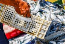 Pesca, i sindacati “Positivo il Ddl Mare, ma rimane il nodo della CISOA”