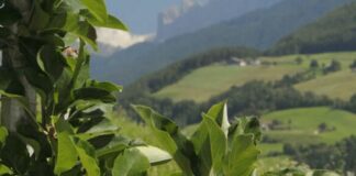 Agricoltura, Solinas “Rilanciare il settore e tavolo filiera”