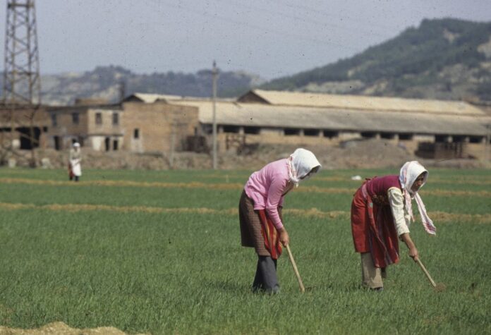 DONNE AL LAVORO NEI CAMPI