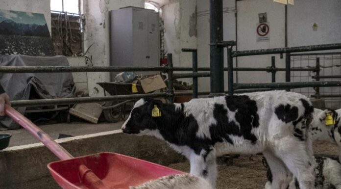 40 mln per le aziende zootecniche sarde, Solinas “Manteniamo gli impegni”