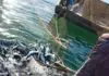 Pesca, Masaf: adottato il decreto sul credito d’imposta per gasolio e benzina. Ammesse 1.937 istanze per quasi 7 milioni di euro