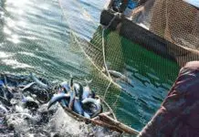 Pesca, Masaf: adottato il decreto sul credito d’imposta per gasolio e benzina. Ammesse 1.937 istanze per quasi 7 milioni di euro
