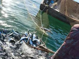 Pesca, Masaf: adottato il decreto sul credito d’imposta per gasolio e benzina. Ammesse 1.937 istanze per quasi 7 milioni di euro