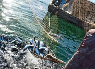 Pesca, Masaf: adottato il decreto sul credito d’imposta per gasolio e benzina. Ammesse 1.937 istanze per quasi 7 milioni di euro