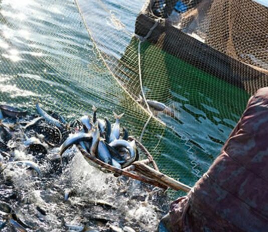 Pesca, Masaf: adottato il decreto sul credito d’imposta per gasolio e benzina. Ammesse 1.937 istanze per quasi 7 milioni di euro