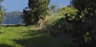 Agricoltura, 25 milioni per i nuovi bandi del Psr Lazio