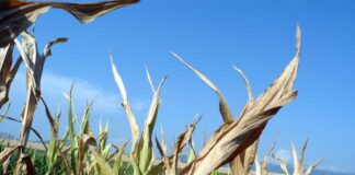 Prosegue corsa dei futures delle principali materie prime agricole